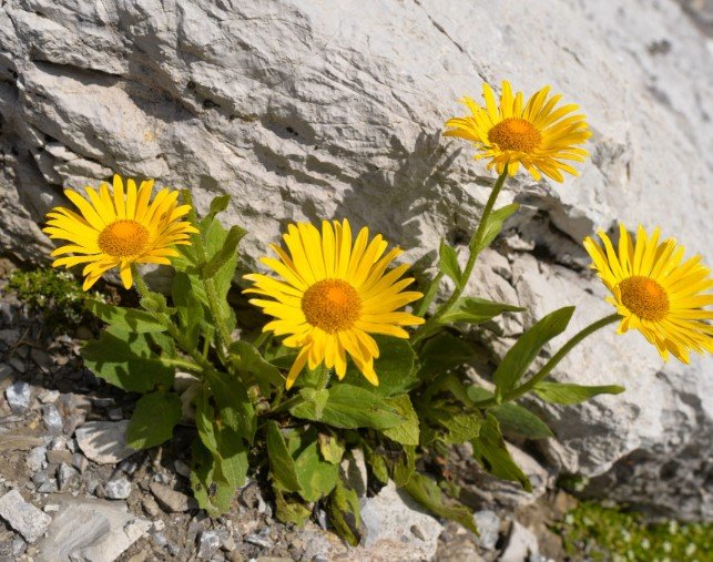 Arnica